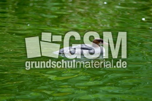 Gänsesäger (7 von 7).jpg